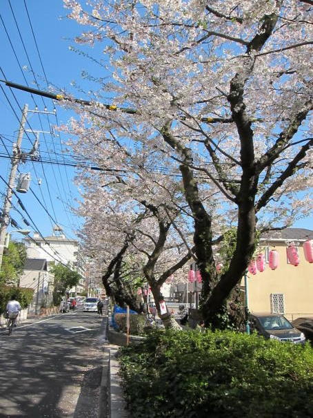 前面道路は桜並木です