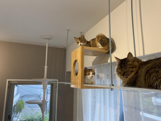 その他設備／透明キャットウォーク。お部屋に猫さんはついておりません。