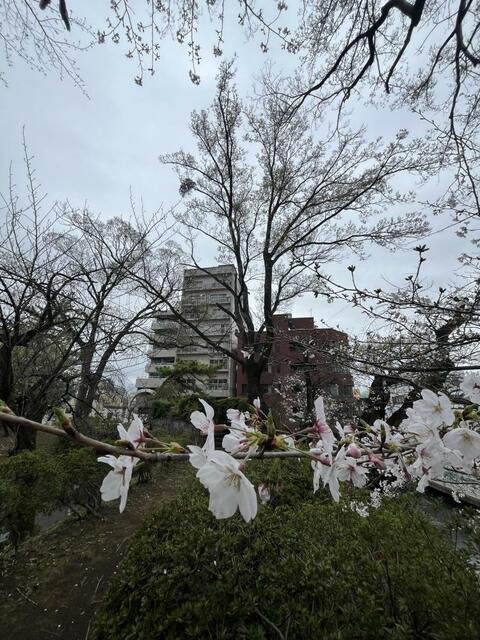 姉妹都市公園 (604m)