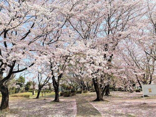 地元住民だけが知る、穴場の桜スポット♪杉戸西近隣公園 (835m)