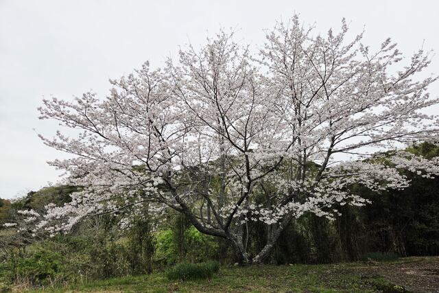 detached 千葉県南房総市千倉町大貫