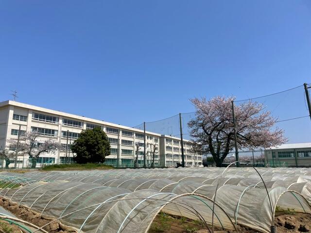 茅ヶ崎市立鶴嶺中学校 (1,186m)