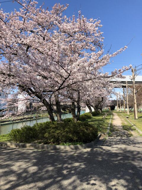 新栗の木緑地 (208m)