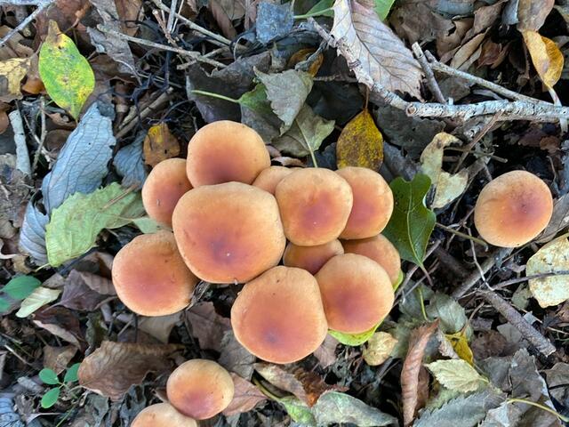 detached 山梨県南都留郡富士河口湖町富士ヶ嶺 地図を見る