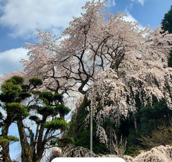 龍祥寺のしだれ桜