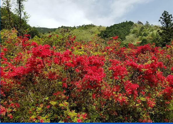 大平つつじ山