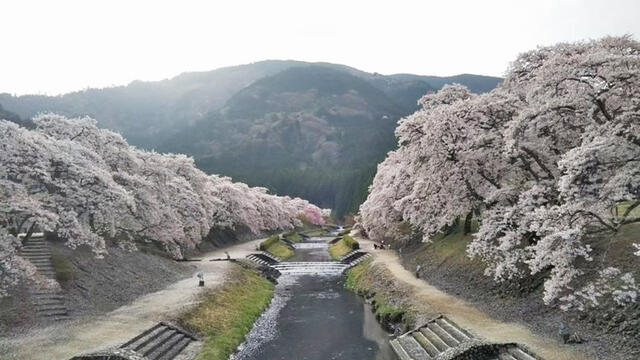 住戸からの眺望／桜の名所『鮎河の千本桜』付近です。