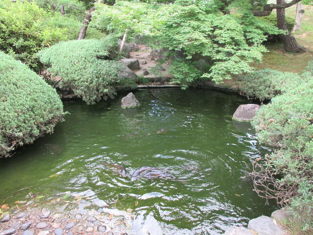 庭／鯉のいる池があり、／撮影日2025-06-15