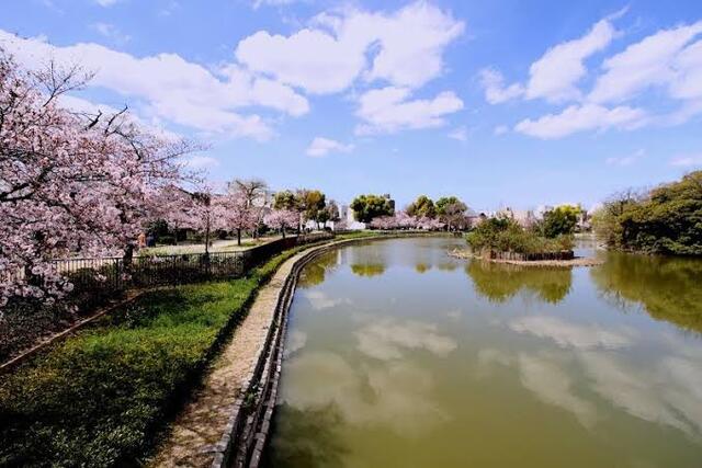 万代池公園 (1,014m)