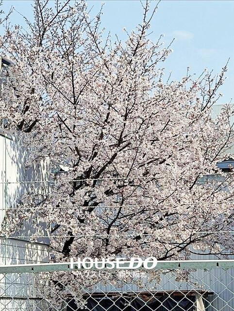 庭／■敷地内の桜は毎年満開になるため、季節を感じさせてくれます！