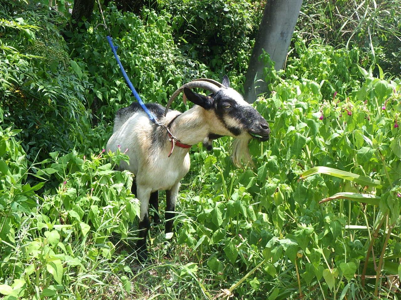 detached 岡山県赤磐市沢原