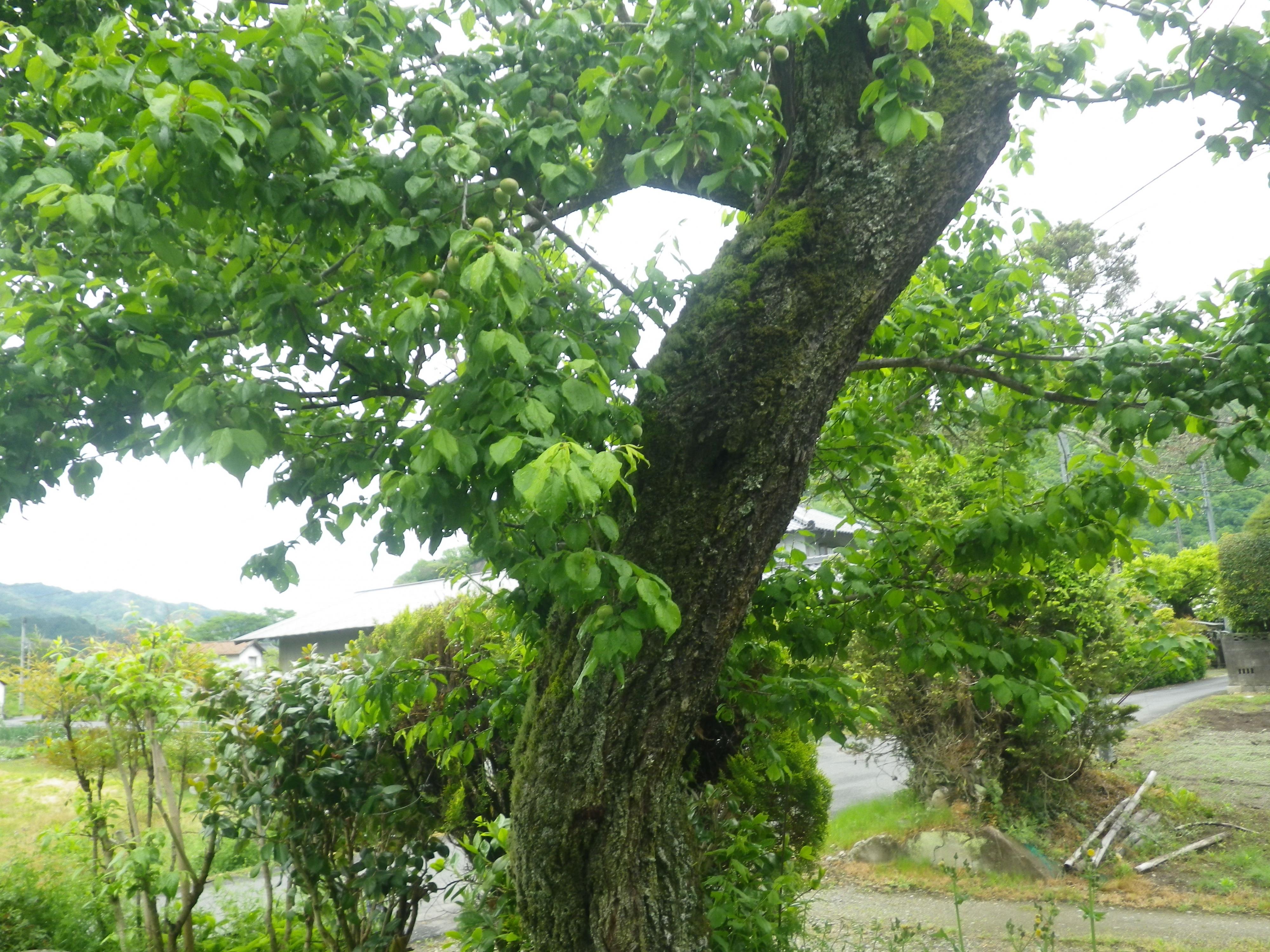 detached 岡山県真庭市向津矢 地図を見る