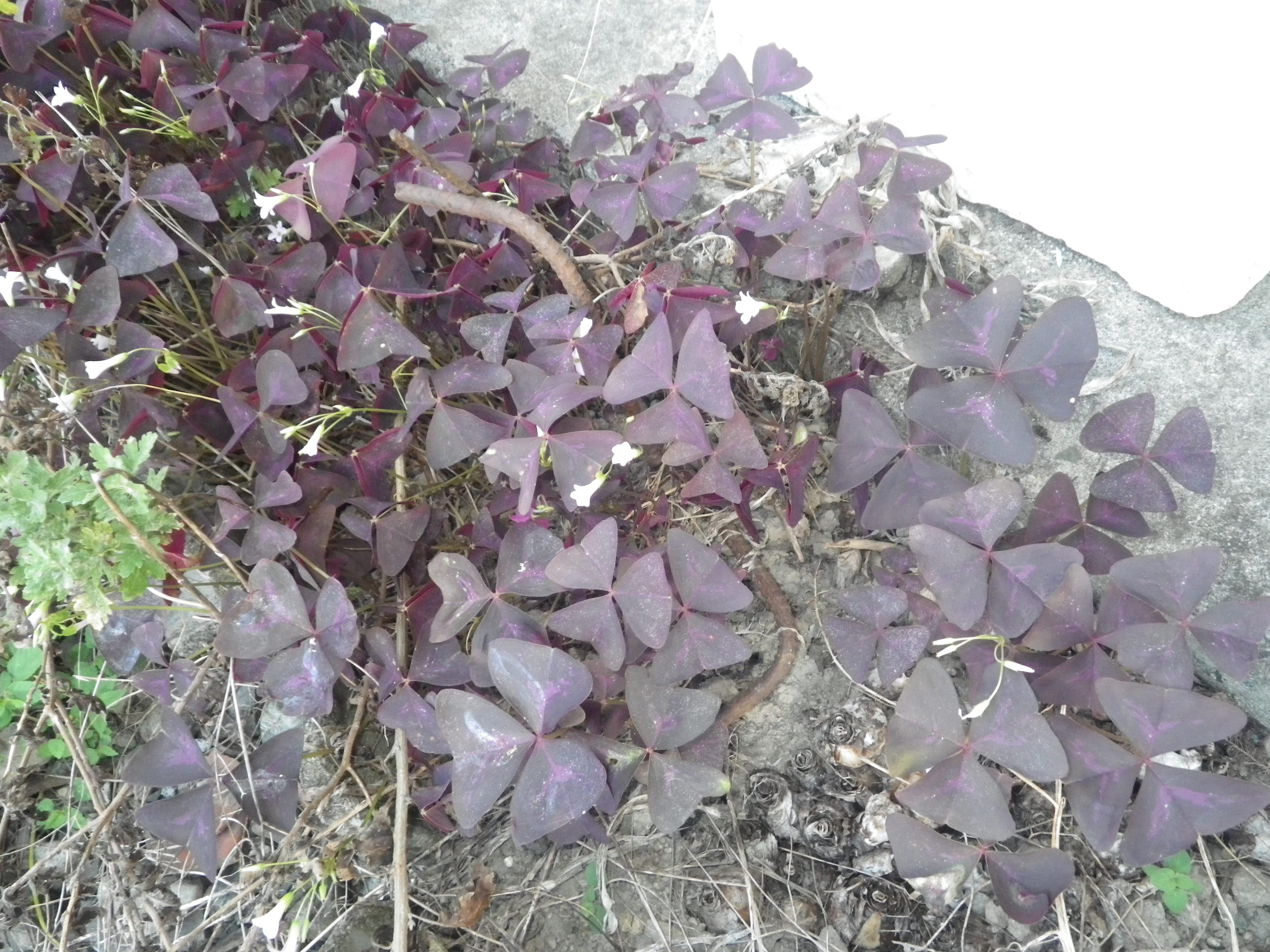 detached 岡山県真庭市向津矢 地図を見る