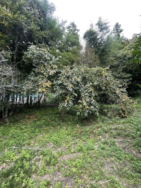 detached 福岡県田川郡川崎町大字池尻 地図を見る