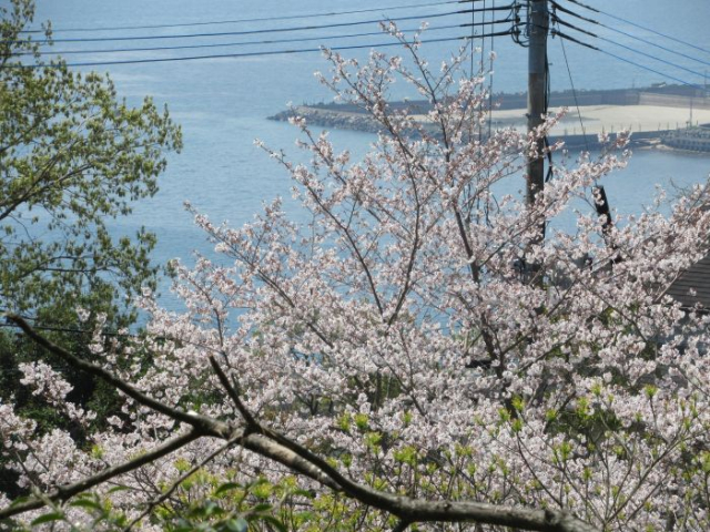 天草市栖本町古江の売地