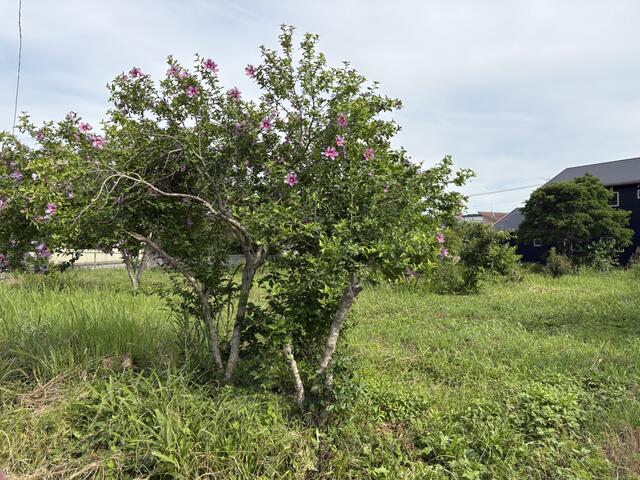 荒尾市荒尾｜売地の写真2
