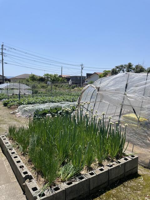 宇城市松橋町南豊崎｜売地の写真6