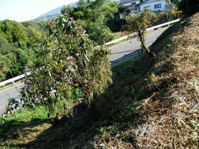 玉名市伊倉北方｜売地の写真5