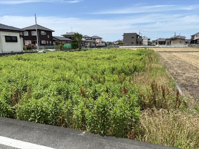 八代市本野町｜売地の写真3