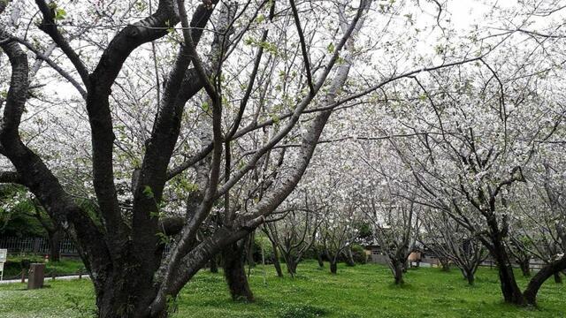 detached 鹿児島県鹿児島市下竜尾町