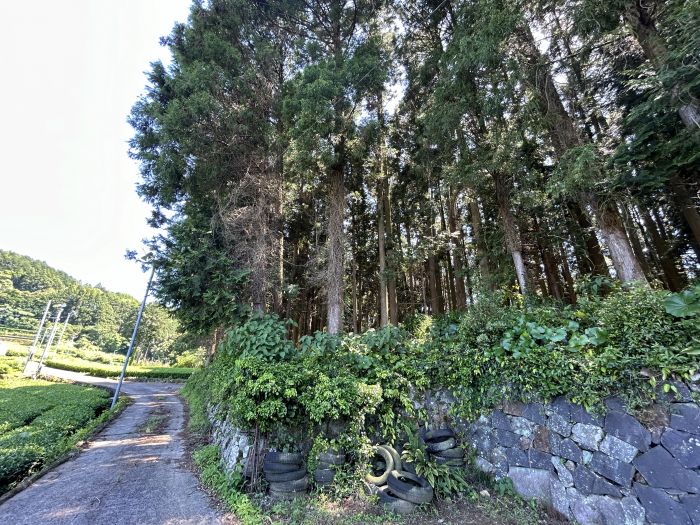 現地写真（甲1298）