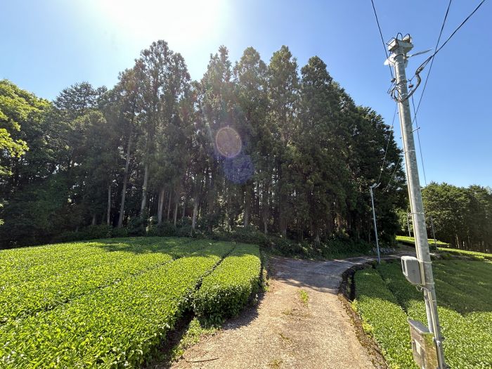 現地写真（甲1298）