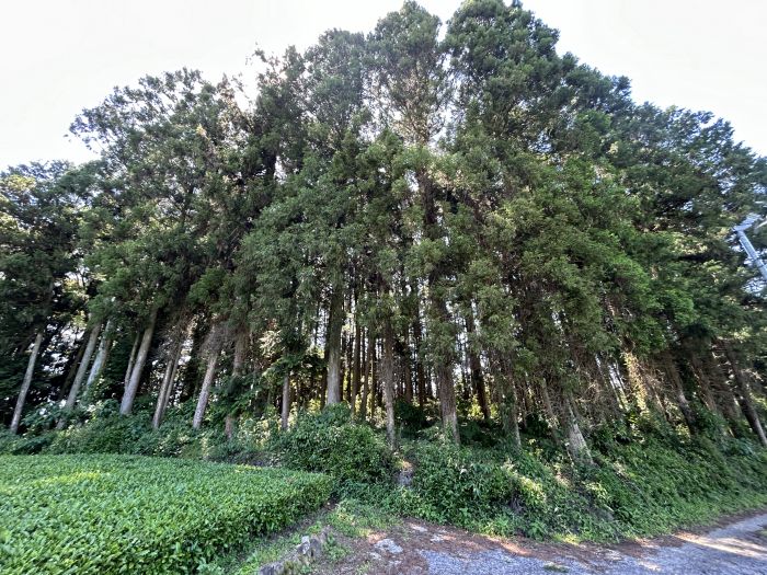 現地写真（甲1298）